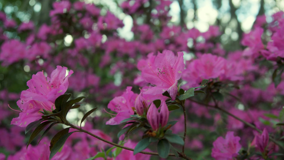 University of West Florida